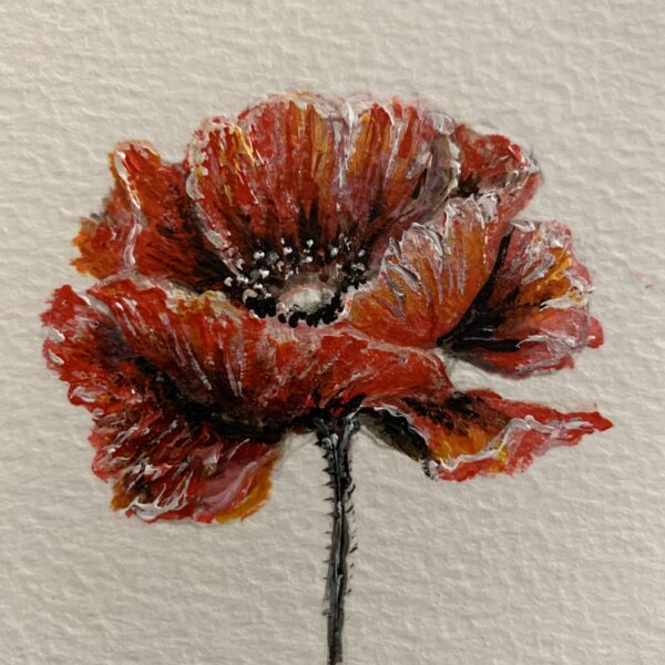 Delicate poppy watercolour by Tandy Pengelly